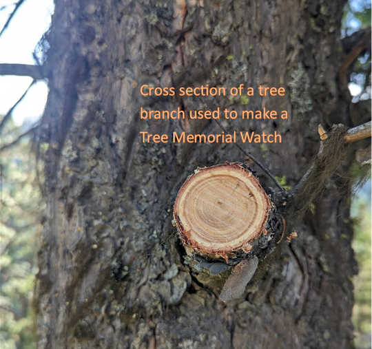 Memorial Tree Watch with Urn for Ashes