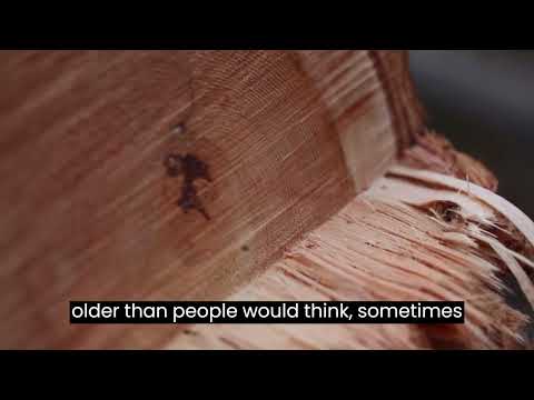 Close-up of a Douglas-fir tree branch showcasing unique tree rings used for handcrafted watches.