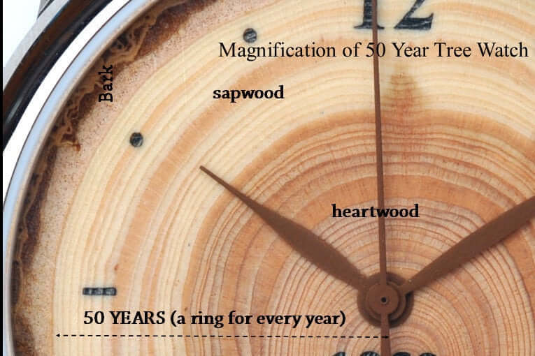 Close-up of 50-Year Tree Ring Watch, highlighting sapwood, heartwood, and growth rings. Unique custom gift.