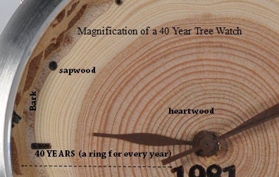 Tree Ring 40 Years