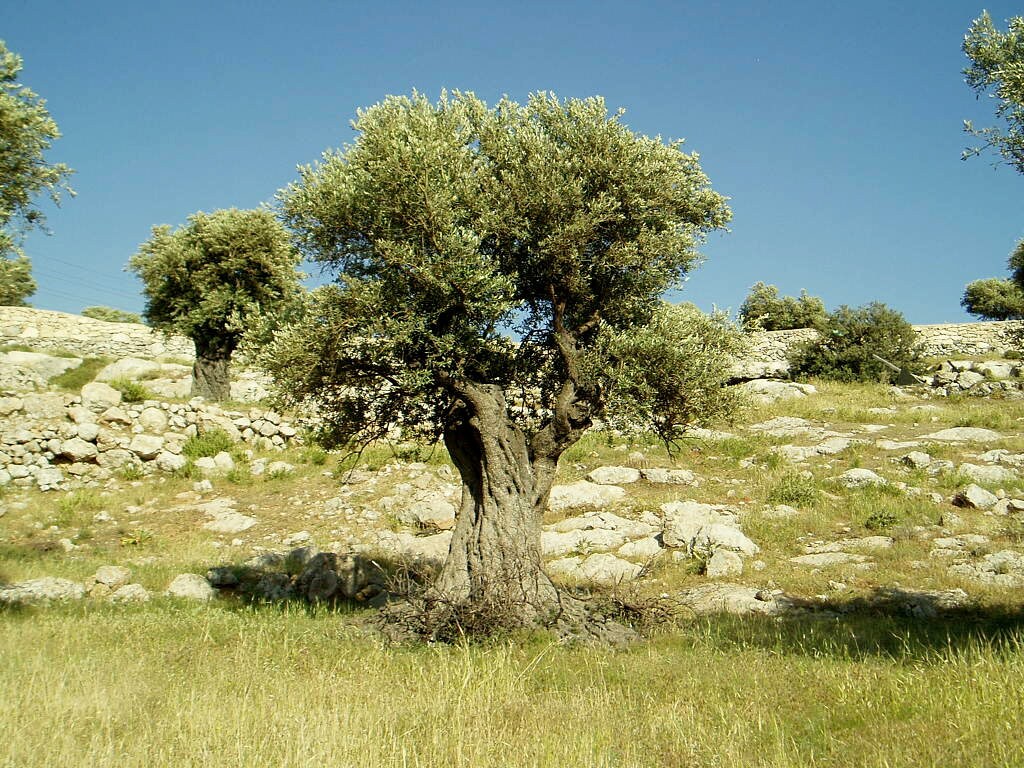 Ancient Bethlehem olive tree on stone hillside, symbolizing sustainable wood harvesting for handmade products.