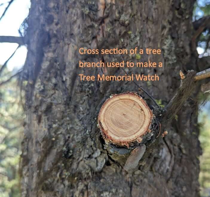 Cross section of a tree branch showing tree rings for a Tree Memorial Watch.